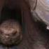 Richard Dawkins Saddles And Domes Evolution Of The Giant Tortoises
