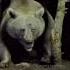 Huge Grizzly Bear Caught On Cam Animals Shorts