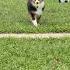 6 Month Old Sheltie Playing Catch