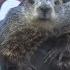 Groundhog Day 2025 Prediction Punxsutawney Phil DOES See His Shadow
