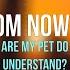 Your Bully Puts A Collar On You Male Bully X Listener PetPlay M4A