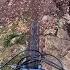 This MTB Trail Is 5 Km Long Squid Line Sumas Mountain