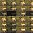 Screaming Goat Over 1 Million Times