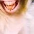 Monkey Sound Monkey Animals
