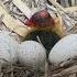 Researchers Alarmed Over Declining Bird Populations