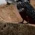 Giant Kingfisher Breaking The Bones Of A Fish Raw Wild