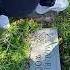 Mom Dad At Chamberlain Cemetery 3 23 2024