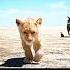 Lion King Edit