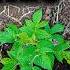 5 Watering Mistakes You Re Probably Making