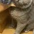 Torba Shorts Cat