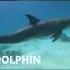 Animal Sounds Dolphin Sorts