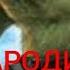 Пародия на халка Хабиб Ягода малинка