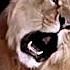 Leo The Lion Goldwyn Music 1921