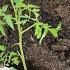 Never Plant Tomatoes Without This For Large Fruits And More Tomatoes Follow This