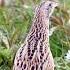 Corn Crakes