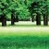 Waldlichtung Mit Naturgeräuschen
