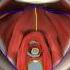 Pelvic Floor Part 1 The Pelvic Diaphragm 3D Anatomy Tutorial