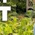 The Morning Routine That Keeps My Garden Thriving 10 Mins A Day