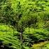 Summer Breeze In India Relax Music