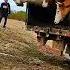 Moo Mentum Cows Blast Off From The Starting Line