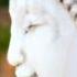 Buddha Vibes Summer Breeze In India