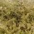 Batair Female Sound In Pakistan