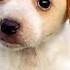 Shaking Puppy Found All Alone Starts Wagging His Tail The Dodo