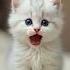Cat Kitty Cute Singing Apt Viralvideo Viralshorts