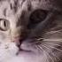 Meow Mix Song 10 Hours