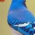 Beautiful Relaxing Music Soothing Piano Music Guitar Music With Birds Chirping