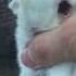 Cute Baby Rabbit Scream Baby Bunny