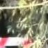 Surxay Q Elshen X Gelib Aga Muharremun YouTube