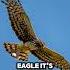 The Bald Eagle S Secret You Never Knew America Usa Funny Trending Baldeagle Memes