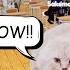 I BECAME A CAT MEME Roblox Cat Meme RP