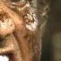 Rambo Last Blood 2019 Official Trailer HD