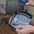 Incredible Food Enrichment Toy Keeps Dogs Busy