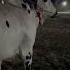 Titanic Qurban Cow Bakraeid Bull Bakraeid2023 Animal Titanic Season2023 Religion