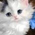 Sometimes I M Alone SUBTITULADO EN ESPAÑOL The Kiffness X Lonely Cat Singing Cat