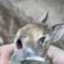 LITTLE BABY BUNNY CRIES SCREAMS