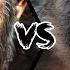 Chimpanzee Vs Baboon Who Would Win In A Fight