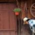 Restoring A Small House With A Lot Of Love Rain Changes Plans Bavarian Sausages On Fire