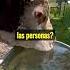 Sabías Cómo BEBEN Las VACAS Shorts Animales Curiosidades