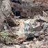 Lovely Piglets Walk In Water Mountain Warthog Pig Boar Hog Viral Animal Wildpig Wildlife