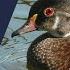 How To Identify Early Season Drakes