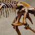 What Are Fossils Do Bones Decompose How Long Does It Take For Bones To Decompose
