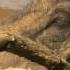 Funny Animals Warthog Poop Diner