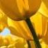 The Desert Flower Waris Dirie