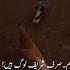 Nfs Kabutars Bird Youtubeshorts Kabootar Kabutari Birdspecies Pigeonkabutar Shots