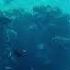 Nora En Pure Aquatic