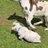 Donkey Grabs Baby Goat And Runs Around Field